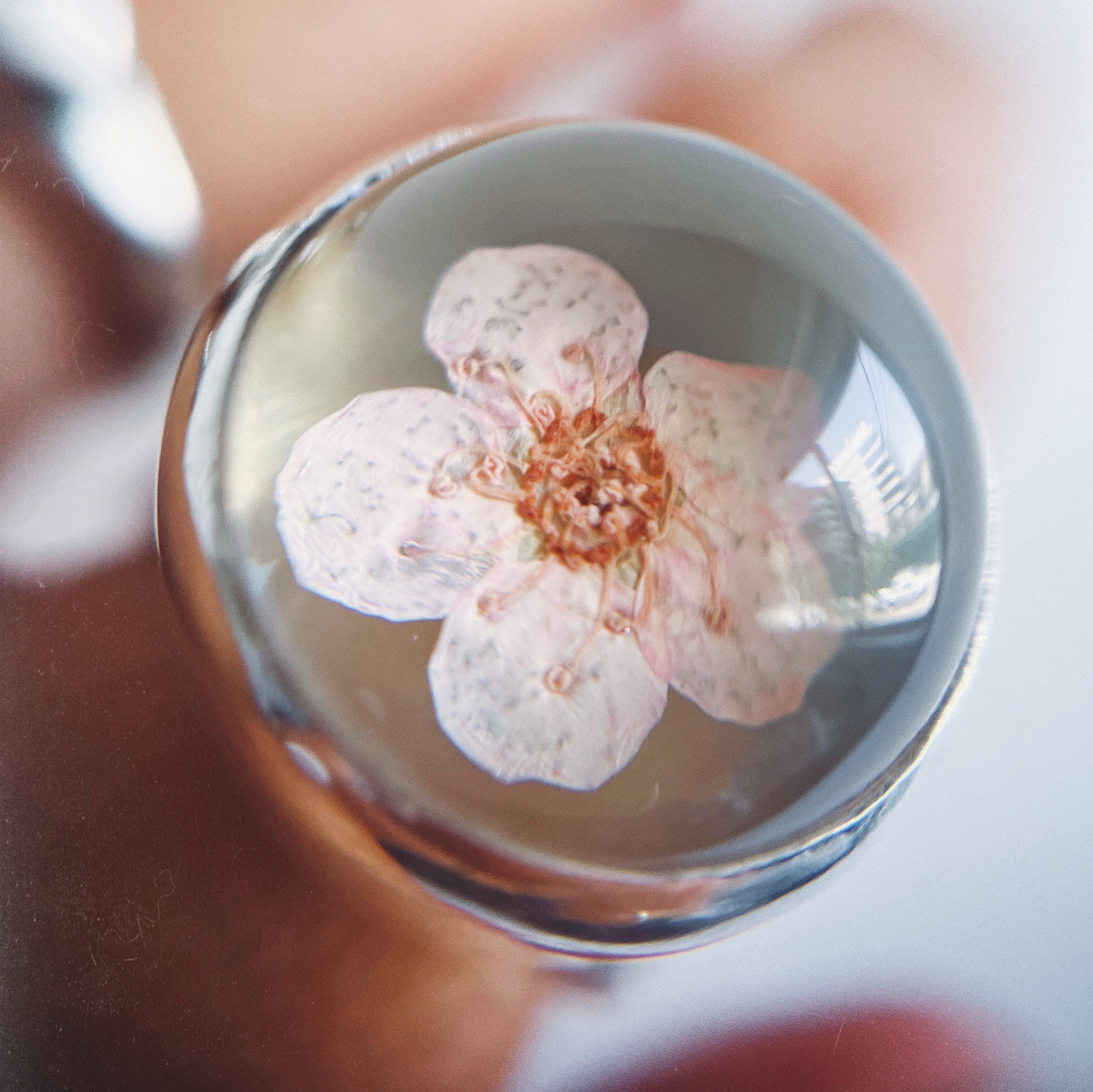 Anillo Florcita Encapsulada / Cherry Blossom